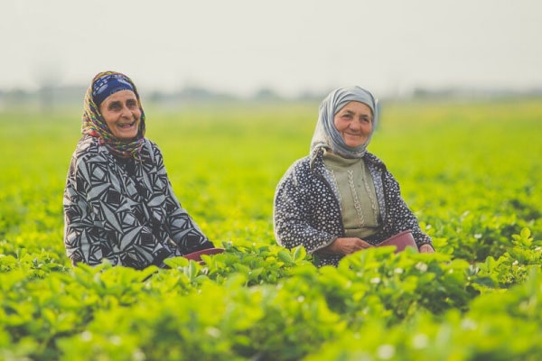 کاربرد های سولفات آلومینیوم در کشاورزی