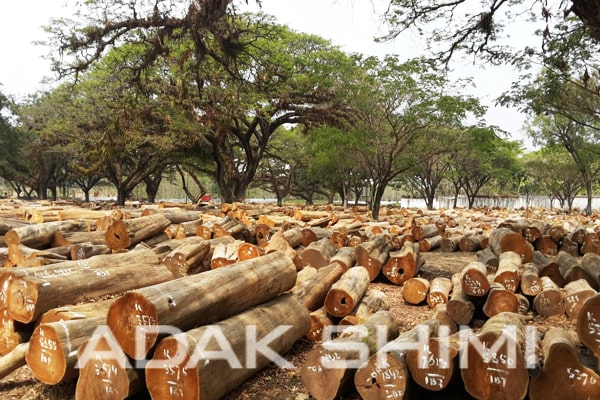 تصویری از کاربرد فرمالین در نگهداری و دپوی چوب