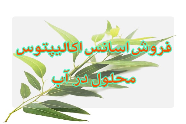 خرید اسانس اکالیپتوس,اسانس اکالیپتوس