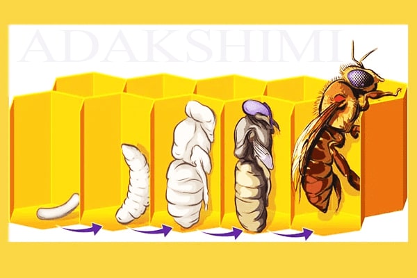 اسیداگزالیک,خرید اسیداگزالیک,فروش اسیداگزالیک